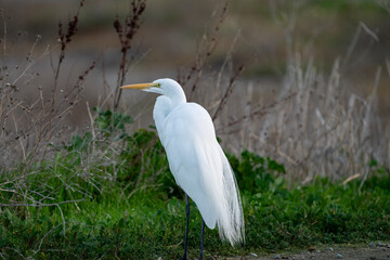 Fototapeta premium great blue heron