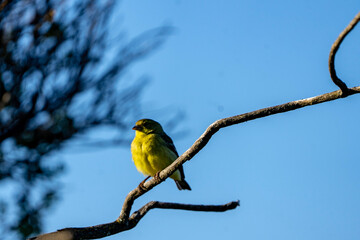 yellow bird on branch