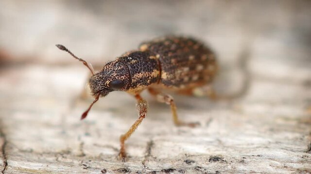 Otiorhynchus beetle on surface of rotten wood in wild