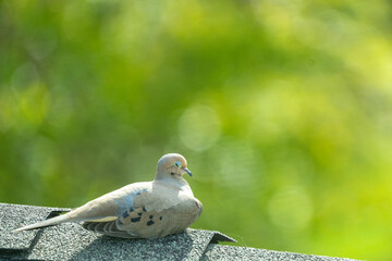 pigeon on the branch