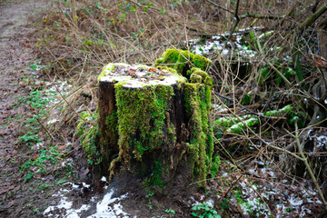 Old stump covered with moss in the forest, beautiful landscape.