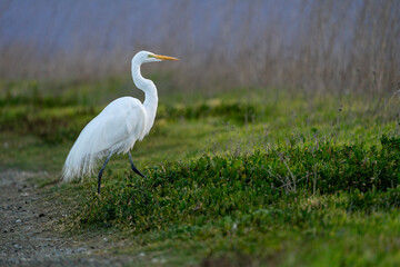 great blue heron