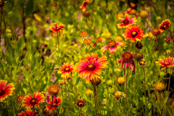 Orange coneflower wild flowers in a field with those in foreground in focus and back bokeh - Selective focus - background.