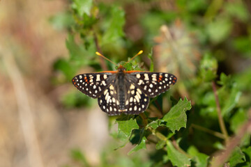 butterfly on leaf