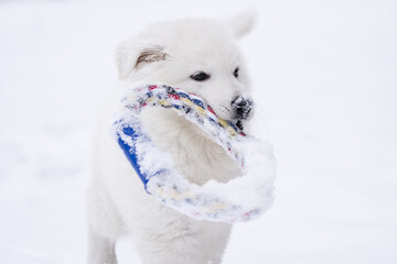 white swiss shepherd dog in snow