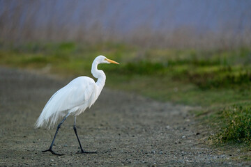 great blue heron