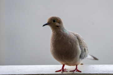 pigeon on the wall