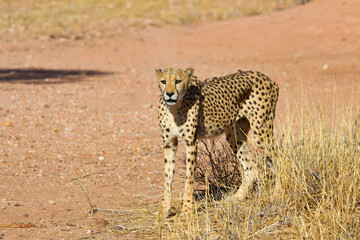 Fototapeta na wymiar Cheetah in the savanne - Namibia, Africa