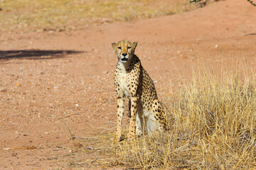 Cheetah in the savanne - Namibia, Africa