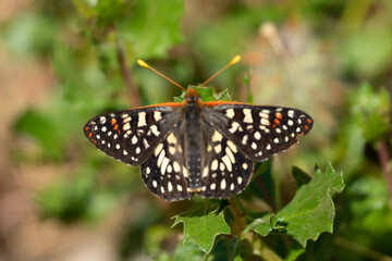 butterfly on leaf