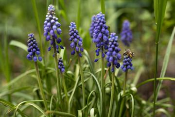Purple muscari in the garden. Bumblebee flies near flowers, collects nectar.