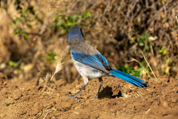 blue jay bird