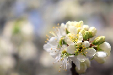 White cherry flowers blossom cluster with buds. Macro detail of blooming cherry tree truss. Background out of focus, copy space.