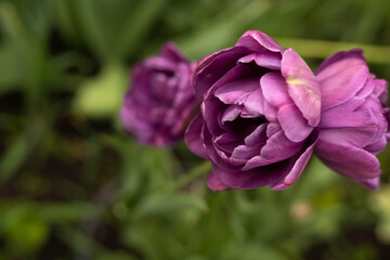 Purple tulips. The variety is peony. Many petals. Spring flowers. Gift for mom. Background, postcard. Double Early tulips.