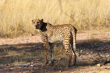 Naklejka na ściany i meble Cheetah in the savanne - Namibia, Africa