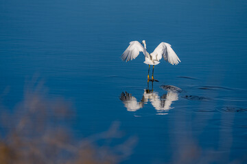 heron in water