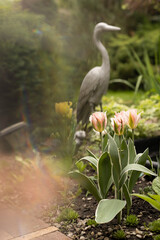 Peach tulips in the garden. Spring in the garden. Spring postcard, background. Gardening. Garden figures, heron.