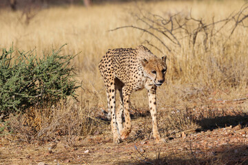 Cheetah in the savanne - Namibia, Africa