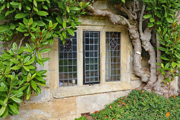 An old leaded window with a concrete frame under a large green shrub in an old English country house