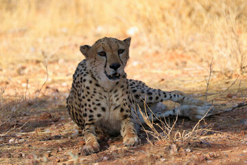 Cheetah in the savanne - Namibia, Africa