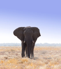 Fototapeta na wymiar A view of elephant in Namibia