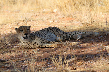 Cheetah in the savanne - Namibia, Africa