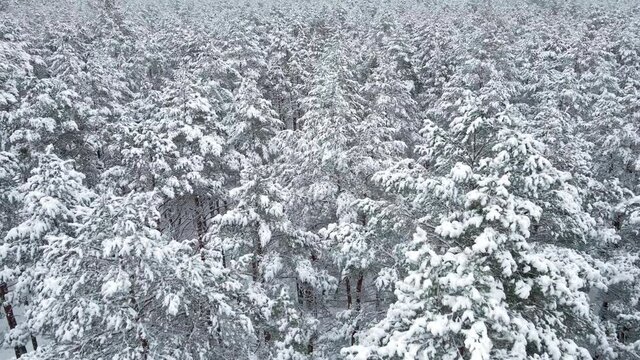 Aerial view of winter forest with snow covered trees. Flight above snow forest