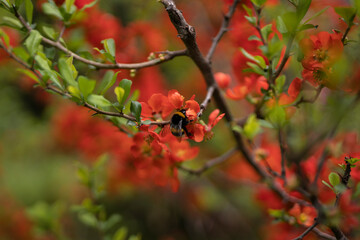 Blooming japanese quince. 