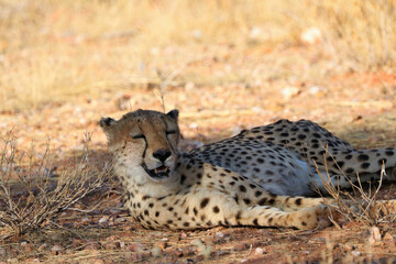 Cheetah in the savanne - Namibia, Africa