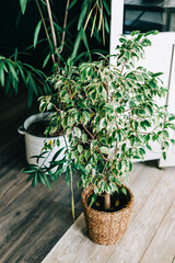 Home plants in a pot on a wooden floor in living room. 
