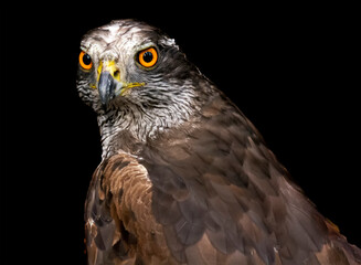 Portrait of a falcon on a black background