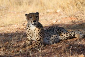 Cheetah in the savanne - Namibia, Africa