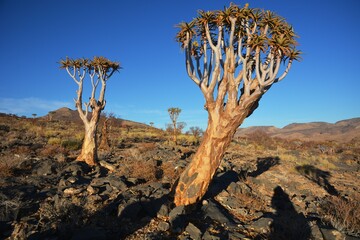 Fototapeta na wymiar Köcherbäume (aloe dichotoma) im Namib Naukluft Park in Namibia. 