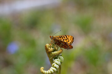 A Pearl-bordered Fritillary perched on Bracken.