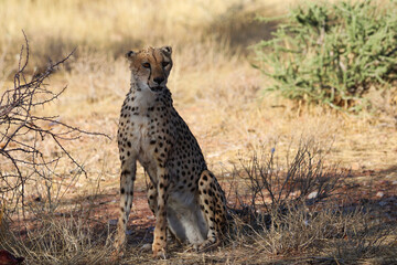 Cheetah in the savanne - Namibia, Africa