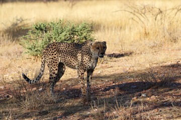 Cheetah in the savanne - Namibia, Africa