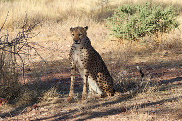 Cheetah in the savanne - Namibia, Africa