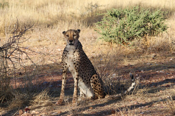Cheetah in the savanne - Namibia, Africa