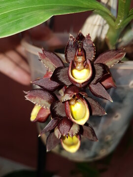 Red and yellow flowers of Catasetum orchid 