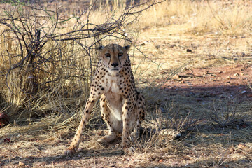 Cheetah in the savanne - Namibia, Africa
