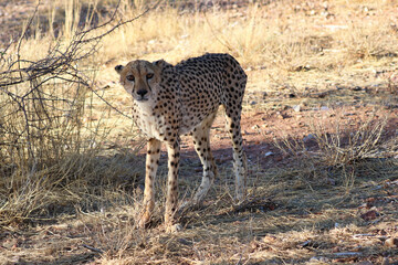 Cheetah in the savanne - Namibia, Africa