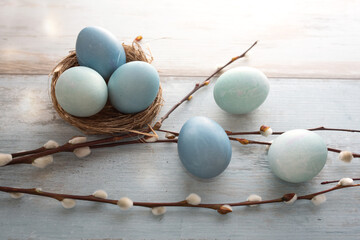 Tender blue easter eggs with pussy willow on gray vintage planks. Background for easter greetings. 