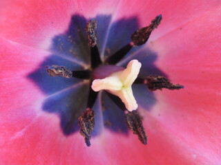 Tulpe, Bl&uuml;te, Bl&uuml;tenstempel, Pollen