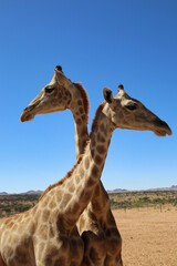 giraffe heads - Namibia, Africa