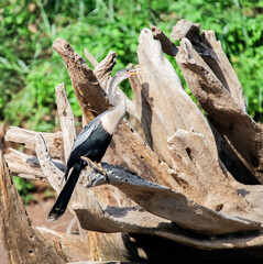 Anhinga or American Snake-neck sits on the roots of an old tree on the river bank.