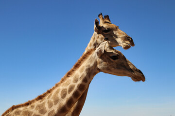 giraffe heads - Namibia, Africa