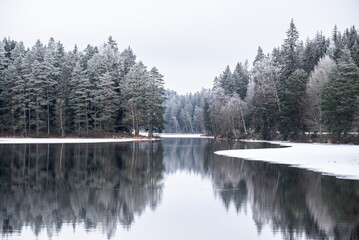 Frosty nordic forest, pine trees, frozen lake