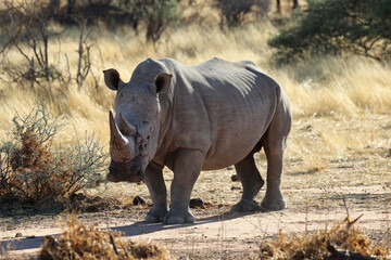 wide-mouthed rhinoceros - Namibia Africa