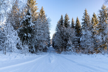 Scandinavian winter forest in the snow