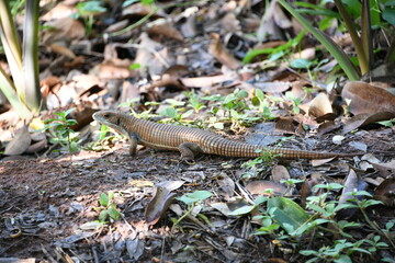 Bauchrandschilder von Skyros-Mauereidechsen von paarungsbereiten Männchen zeigen eine kräftige Blaufärbung und einen kräftigeren Körper als Weibchen. Sie können zu einem blauen Streifen verschmelzen.